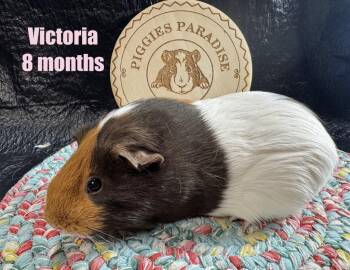 Rescue Short Haired Guinea Pigs for Adoption in Red Oak, Iowa - Victoria | PetCurious